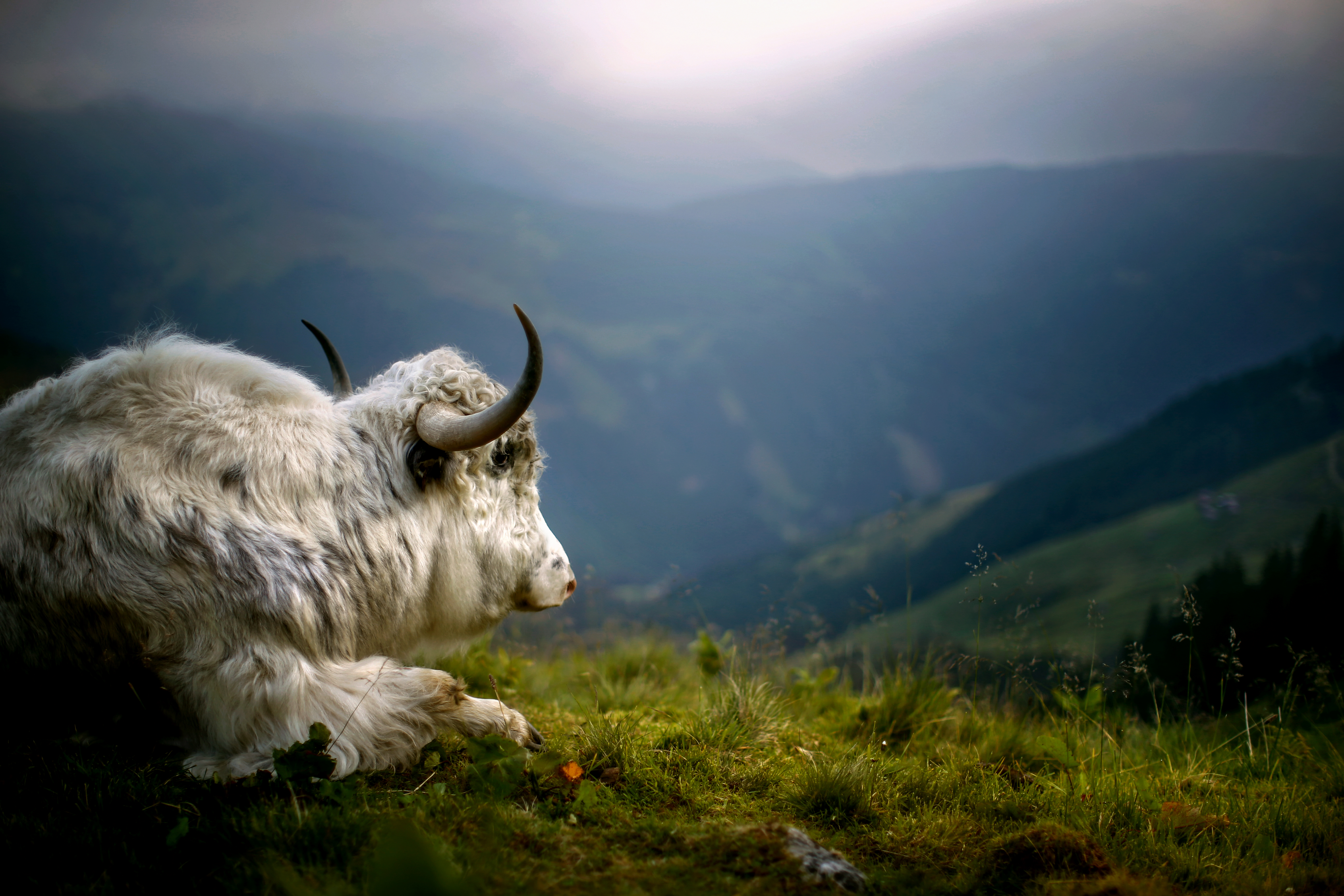 Yak_JKE1532AM.jpg